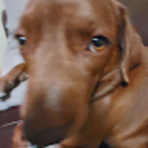 Meet your Posher, Sam